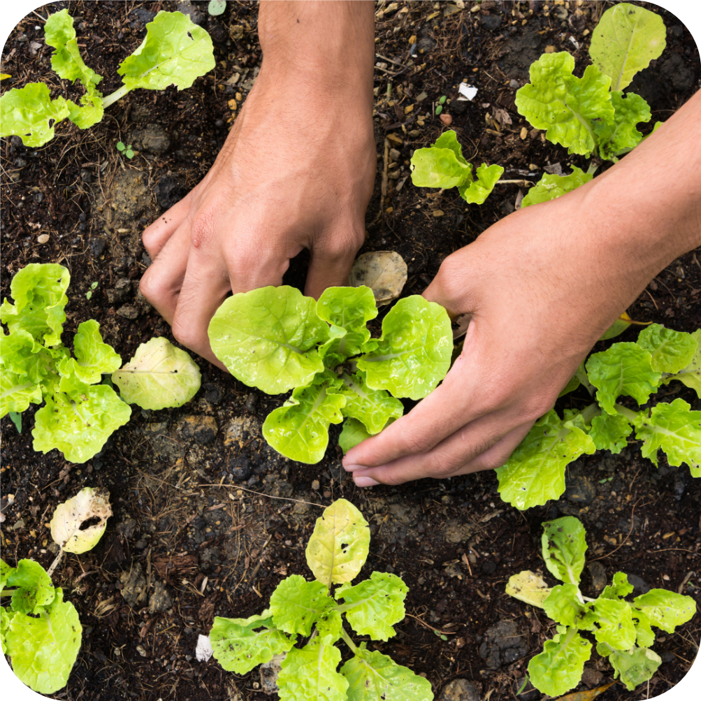 Bio Fertilizer