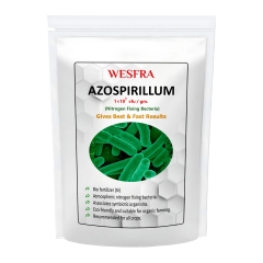 Azospirillum Biofertilizer | 1 kg | Nitrogen-Fixing Organic Fertilizer for Enhanced Plant Growth & Crop Yield