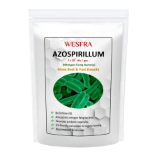 Azospirillum